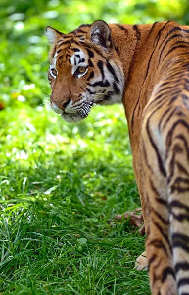 Tigres — Fotografia de Stock