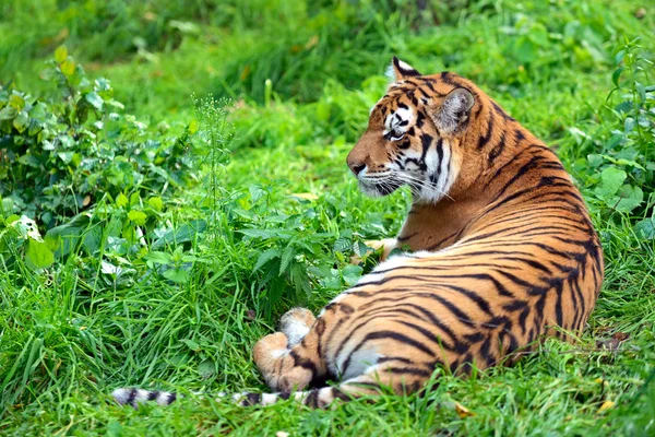 Tigres — Fotografia de Stock