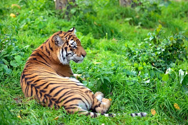 Tijgers — Stockfoto