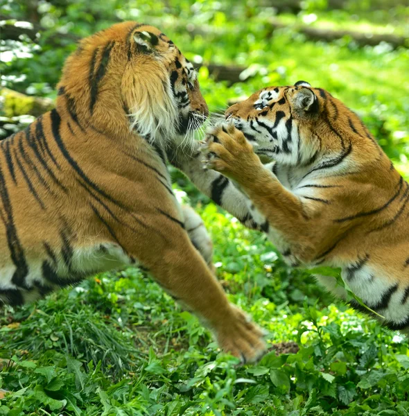 Tygrysy — Zdjęcie stockowe