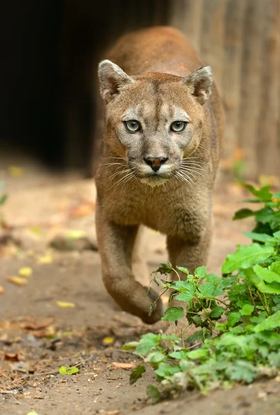 Portret Puma — Zdjęcie stockowe