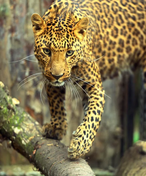 Leopardo — Foto Stock