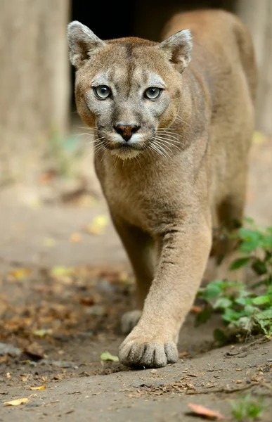 Portret Puma — Zdjęcie stockowe