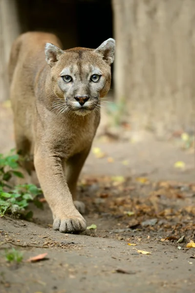 Retrato de Puma —  Fotos de Stock