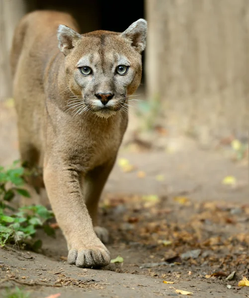 Portret van puma — Stockfoto