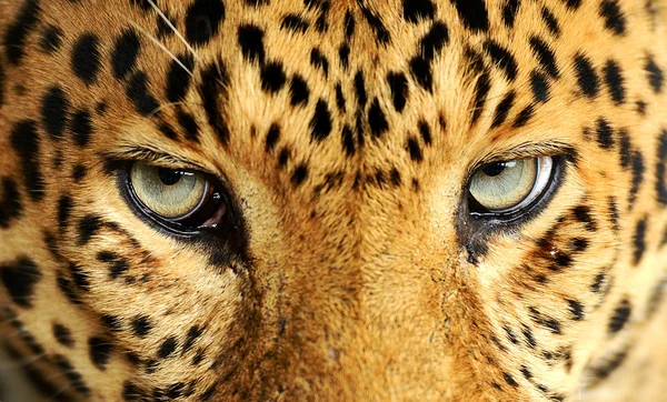 Leopardo — Foto Stock