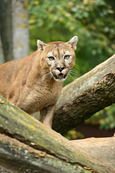 Porträtt av puma — Stockfoto