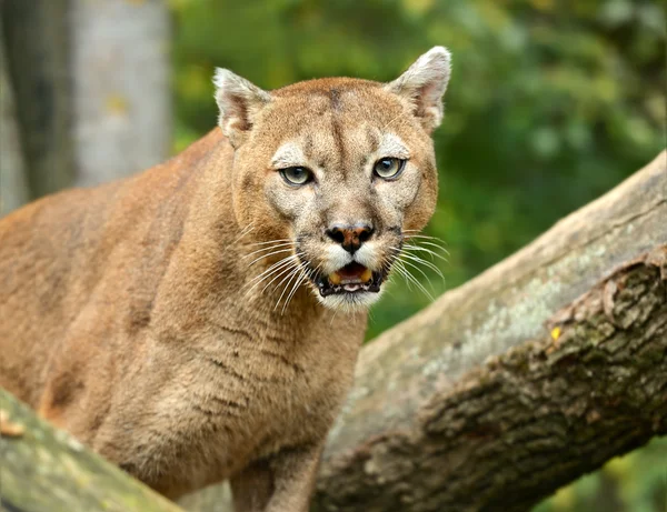 Portret Puma — Zdjęcie stockowe