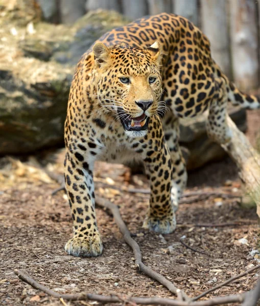 Leopard — Stockfoto