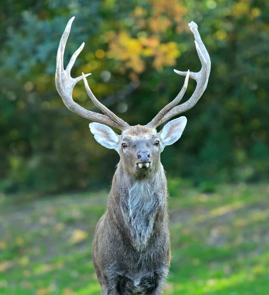 Portrait of Deer — Stock Photo, Image