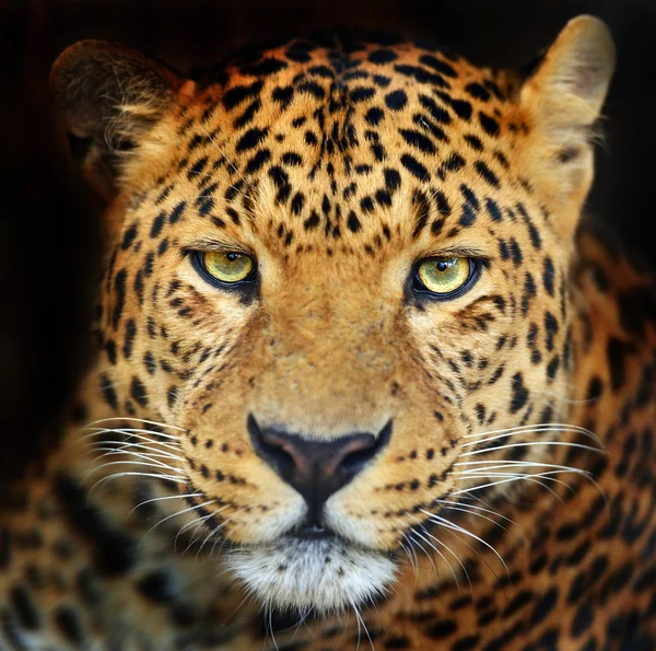 Leopard — Stockfoto