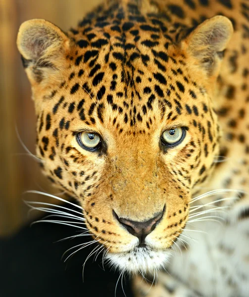 Leopardo — Fotografia de Stock