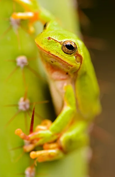 Портрет жаба — стокове фото