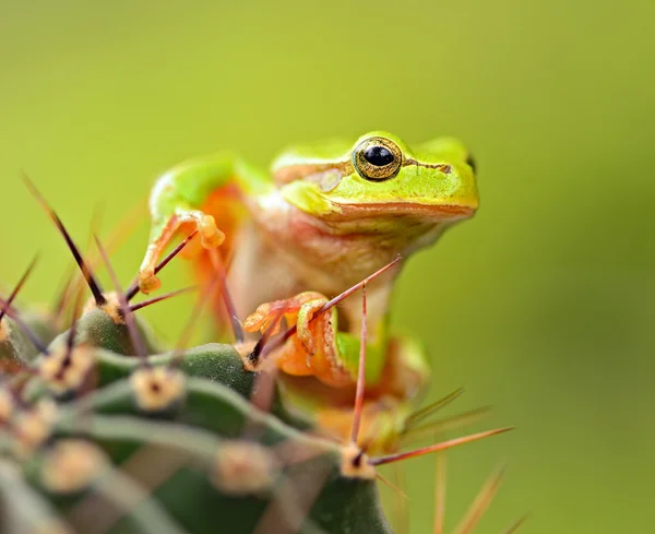 Portrait of Frog — Stock Photo, Image