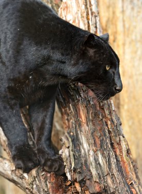 leopar