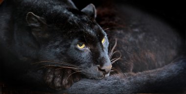leopar