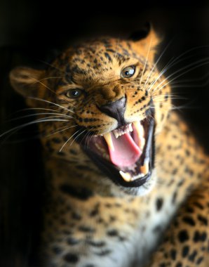 leopar