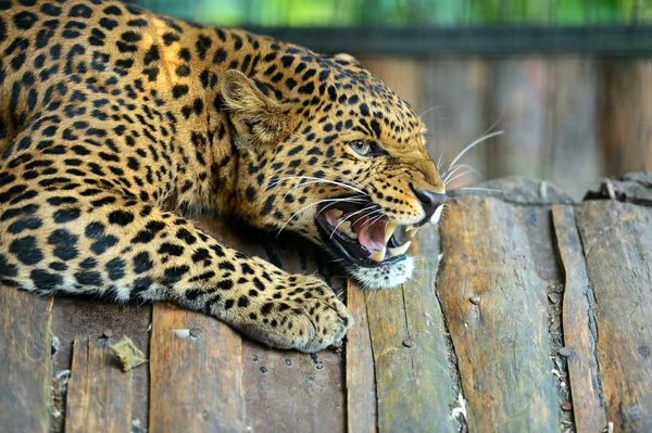 Leopardo — Foto de Stock