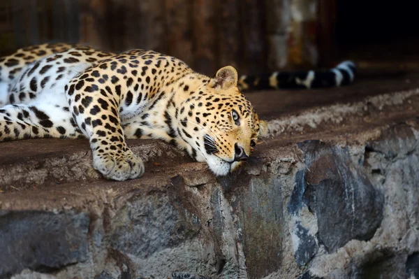 Leopard — Stock Photo, Image