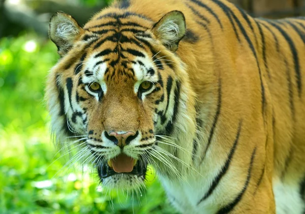 Tigres. — Foto de Stock