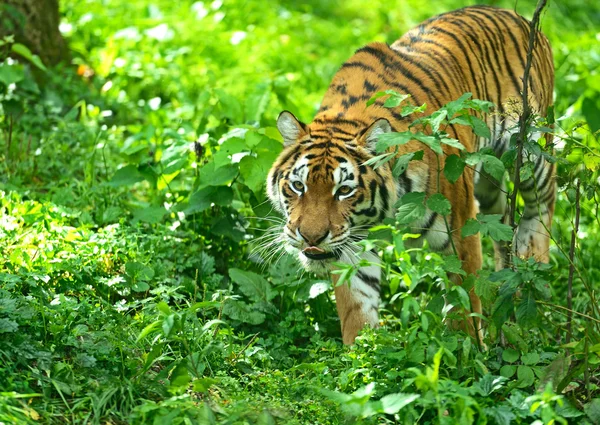 Tigrar — Stockfoto