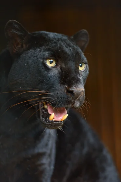 Leopardo — Foto de Stock