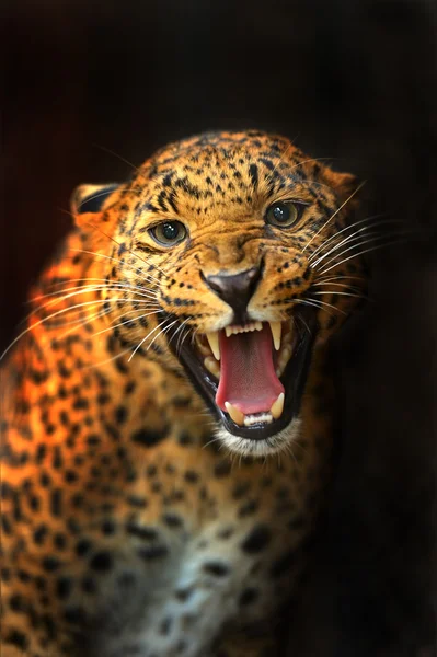 Leopard — Stockfoto