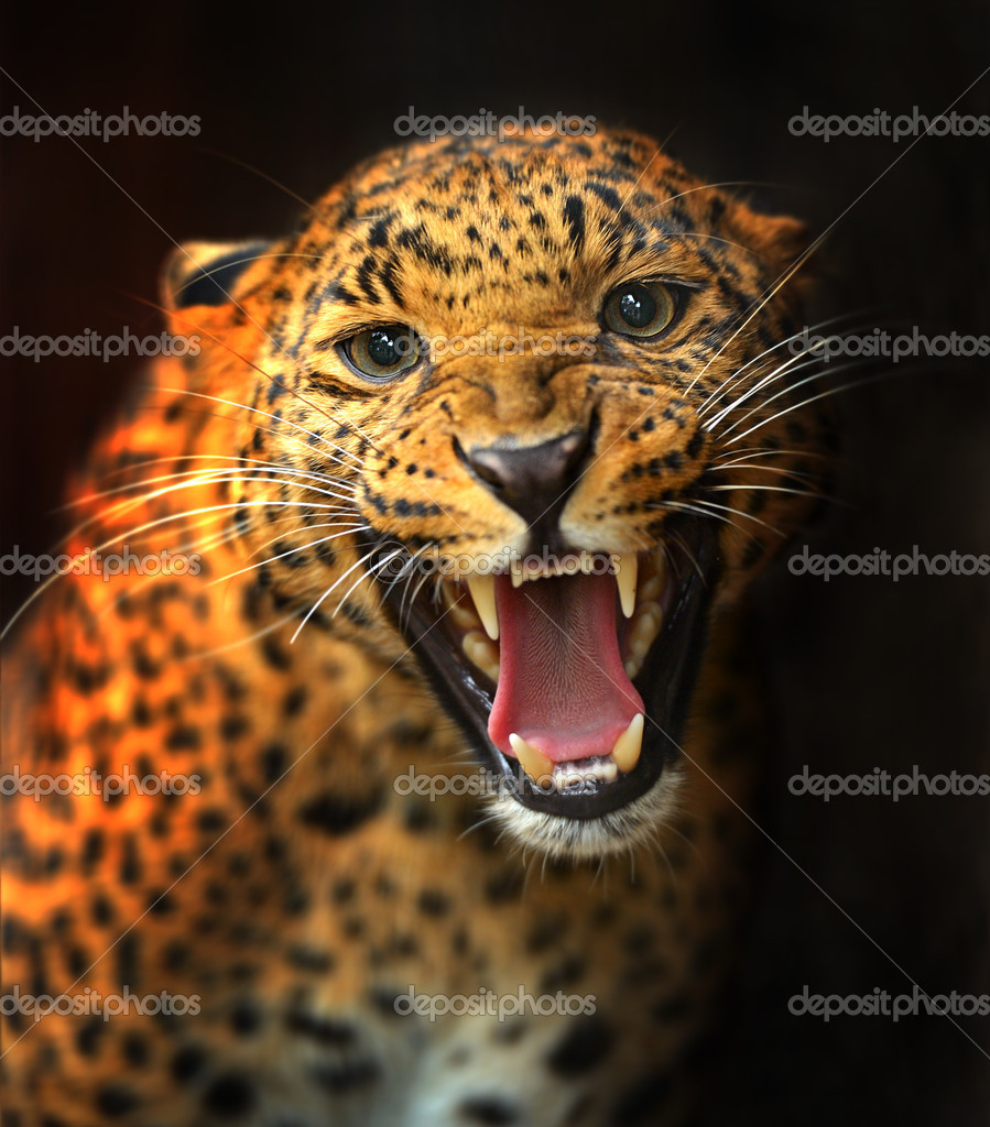 Leopard Stock Photo by ©kyslynskyy 13752875 Leopard Stock Photo by ©kyslynskyy 13752875
