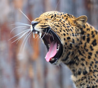 leopar