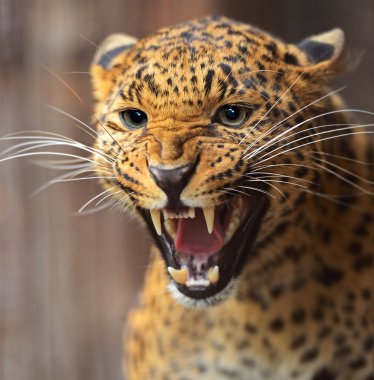leopar