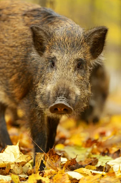 Wildschweine — Stockfoto