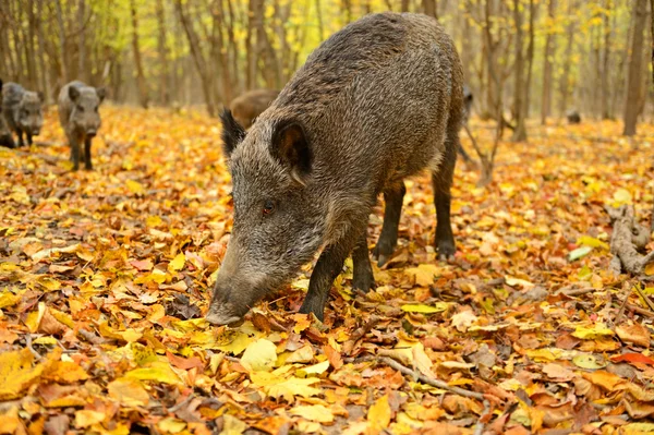 Wild varken — Stockfoto