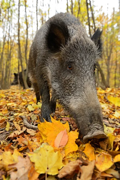 Wildschweine — Stockfoto