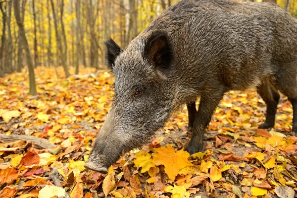 野生猪 — 图库照片