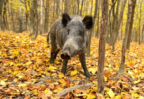 Dzika świnia — Zdjęcie stockowe
