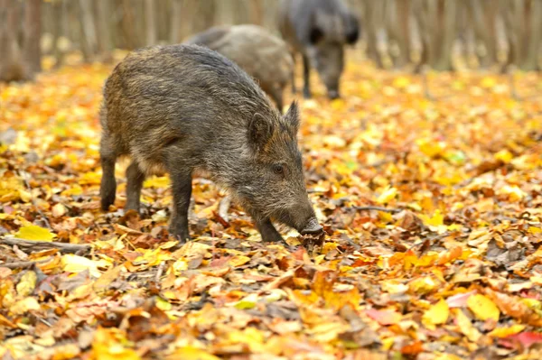 Porco selvagem — Fotografia de Stock
