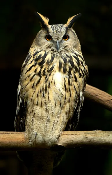 Coruja de águia europeia bonita em — Fotografia de Stock
