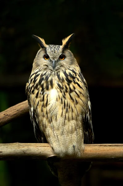 Krásné Evropské eagle owl v — Stock fotografie