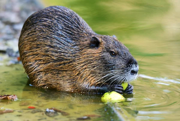 Muskusrat — Stockfoto