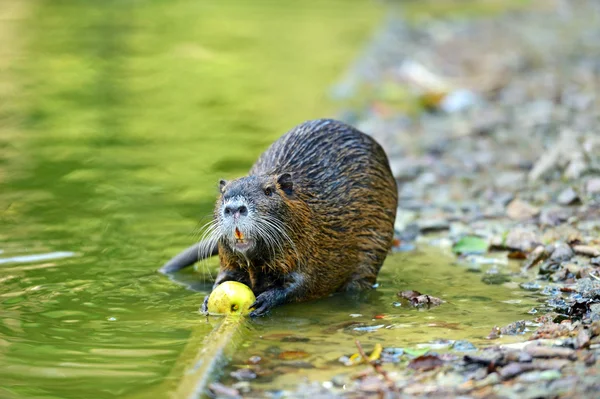 Muskrat — Stock Photo, Image