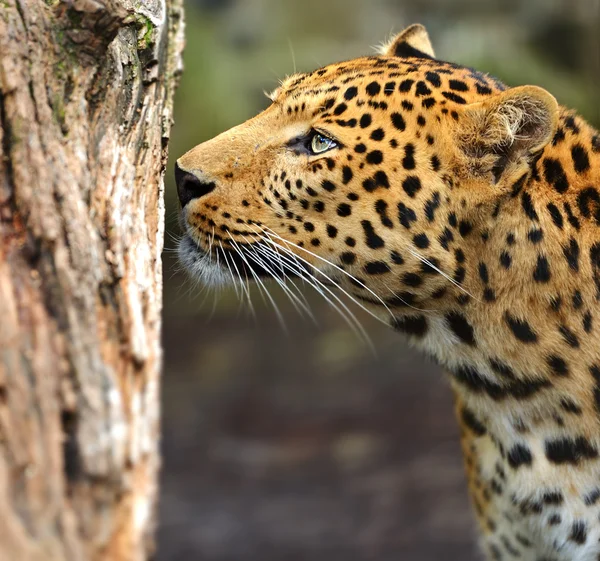 Leopard — Stockfoto