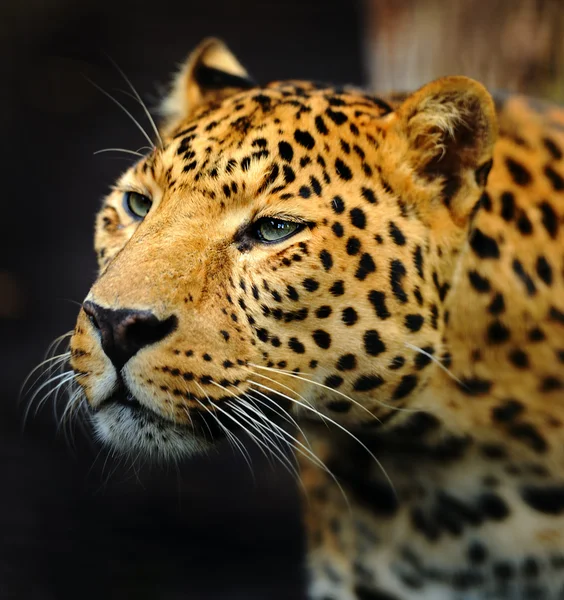 Leopard — Stockfoto