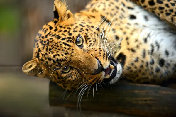 Leopardo — Foto de Stock