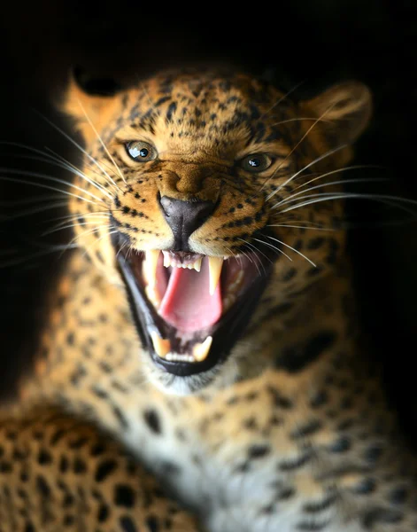 Leopardo — Foto Stock