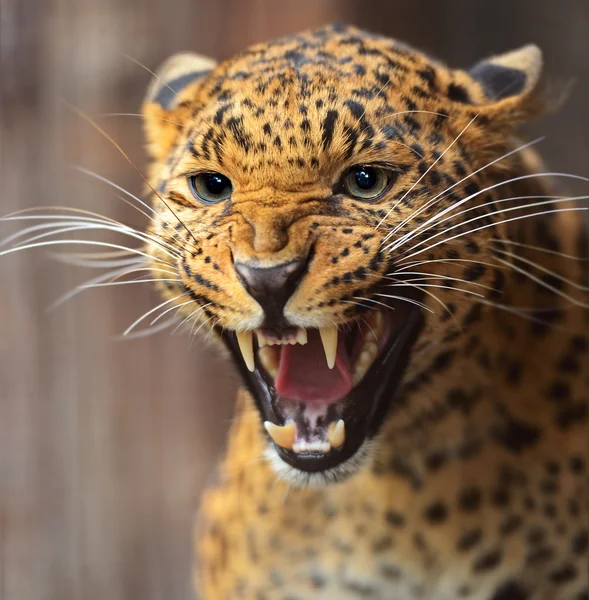 Leopard — Stockfoto