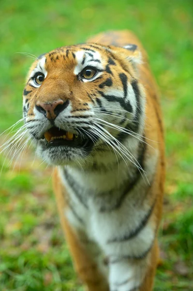 Tijgers — Stockfoto