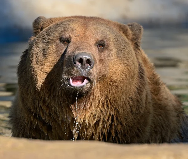 Urso castanho — Fotografia de Stock