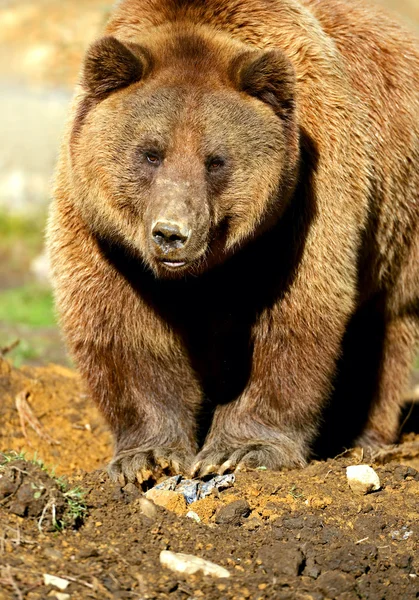 棕熊 — 图库照片