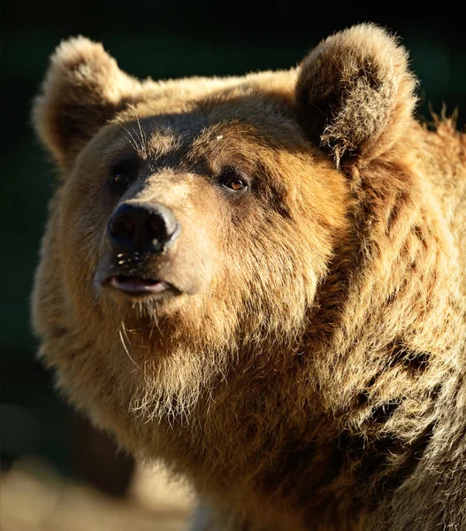 Urso castanho — Fotografia de Stock