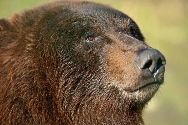 Urso castanho — Fotografia de Stock